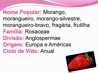 Morango,
morangueiro, morango-silvestre,
morangueiro-bravo, fragária, frutilha
Rosaceae
Angiospermae
Europa e Américas
Anual
 