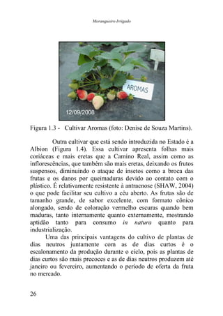 Morangueiro Irrigado




Figura 1.3 - Cultivar Aromas (foto: Denise de Souza Martins).

          Outra cultivar que está sendo introduzida no Estado é a
Albion (Figura 1.4). Essa cultivar apresenta folhas mais
coriáceas e mais eretas que a Camino Real, assim como as
inflorescências, que também são mais eretas, deixando os frutos
suspensos, diminuindo o ataque de insetos como a broca das
frutas e os danos por queimaduras devido ao contato com o
plástico. É relativamente resistente à antracnose (SHAW, 2004)
o que pode facilitar seu cultivo a céu aberto. As frutas são de
tamanho grande, de sabor excelente, com formato cônico
alongado, sendo de coloração vermelho escuras quando bem
maduras, tanto internamente quanto externamente, mostrando
aptidão tanto para consumo in natura quanto para
industrialização.
       Uma das principais vantagens do cultivo de plantas de
dias neutros juntamente com as de dias curtos é o
escalonamento da produção durante o ciclo, pois as plantas de
dias curtos são mais precoces e as de dias neutros produzem até
janeiro ou fevereiro, aumentando o período de oferta da fruta
no mercado.


26
 