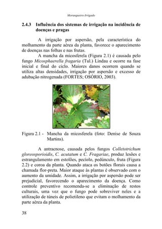 Morangueiro Irrigado


2.4.3 Influência dos sistemas de irrigação na incidência de
      doenças e pragas

         A irrigação por aspersão, pela característica do
molhamento da parte aérea da planta, favorece o aparecimento
de doenças nas folhas e nas frutas.
         A mancha da micosferela (Figura 2.1) é causada pelo
fungo Micosphaerella fragaria (Tul.) Lindau e ocorre na fase
inicial e final do ciclo. Maiores danos ocorrem quando se
utiliza altas densidades, irrigação por aspersão e excesso de
adubação nitrogenada (FORTES; OSÓRIO, 2003).




Figura 2.1 - Mancha da micosferela (foto: Denise de Souza
             Martins).

         A antracnose, causada pelos fungos Colletotrichum
gloreosporioidis, C. acutatum e C. Fragariae, produz lesões e
estrangulamento em estolões, pecíolo, pedúnculo, fruta (Figura
2.2) e coroa da planta. Quando ataca os botões florais causa a
chamada flor-preta. Maior ataque às plantas é observado com o
aumento da umidade. Assim, a irrigação por aspersão pode ser
prejudicial, favorecendo o aparecimento da doença. Como
controle preventivo recomenda-se a eliminação de restos
culturais, uma vez que o fungo pode sobreviver neles e a
utilização de túneis de polietileno que evitam o molhamento da
parte aérea da planta.

38
 