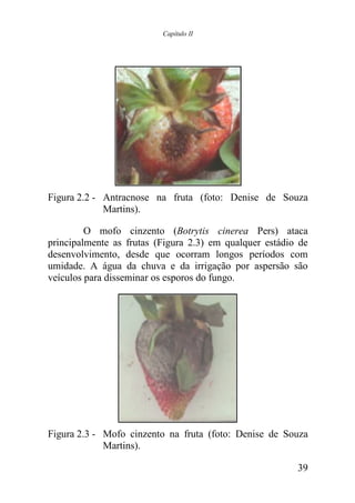 Capítulo II




Figura 2.2 - Antracnose na fruta (foto: Denise de Souza
             Martins).

         O mofo cinzento (Botrytis cinerea Pers) ataca
principalmente as frutas (Figura 2.3) em qualquer estádio de
desenvolvimento, desde que ocorram longos períodos com
umidade. A água da chuva e da irrigação por aspersão são
veículos para disseminar os esporos do fungo.




Figura 2.3 - Mofo cinzento na fruta (foto: Denise de Souza
             Martins).

                                                         39
 