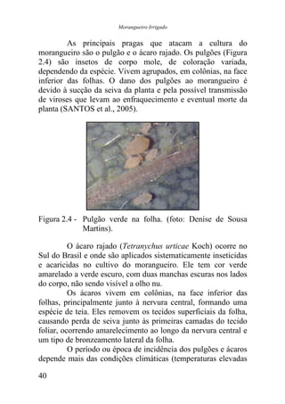 Morangueiro Irrigado


         As principais pragas que atacam a cultura do
morangueiro são o pulgão e o ácaro rajado. Os pulgões (Figura
2.4) são insetos de corpo mole, de coloração variada,
dependendo da espécie. Vivem agrupados, em colônias, na face
inferior das folhas. O dano dos pulgões ao morangueiro é
devido à sucção da seiva da planta e pela possível transmissão
de viroses que levam ao enfraquecimento e eventual morte da
planta (SANTOS et al., 2005).




Figura 2.4 - Pulgão verde na folha. (foto: Denise de Sousa
             Martins).

          O ácaro rajado (Tetranychus urticae Koch) ocorre no
Sul do Brasil e onde são aplicados sistematicamente inseticidas
e acaricidas no cultivo do morangueiro. Ele tem cor verde
amarelado a verde escuro, com duas manchas escuras nos lados
do corpo, não sendo visível a olho nu.
          Os ácaros vivem em colônias, na face inferior das
folhas, principalmente junto à nervura central, formando uma
espécie de teia. Eles removem os tecidos superficiais da folha,
causando perda de seiva junto às primeiras camadas do tecido
foliar, ocorrendo amarelecimento ao longo da nervura central e
um tipo de bronzeamento lateral da folha.
          O período ou época de incidência dos pulgões e ácaros
depende mais das condições climáticas (temperaturas elevadas

40
 