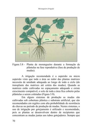 Morangueiro Irrigado




Figura 3.8 - Planta de morangueiro durante a formação de
             plântulas na fase reprodutiva (fase de produção de
             mudas).

         A irrigação recomendada é a aspersão ou micro
aspersão visto que toda a área ao redor das plantas matrizes
necessita de umidade adequada ao longo de todo o ciclo (do
transplante das matrizes até coleta das mudas). Quando as
matrizes estão cultivadas no espaçamento adequado e existe
crescimento compatível, o solo de toda a área fica coberto pelas
plântulas a serem coletadas (Figura 3.9).
         Em alguns sistemas de produção as mudas são
cultivadas sob cobertura plástica e substrato artificial, que são
recomendados em regiões com alta probabilidade de ocorrência
de chuvas no período de produção de mudas. Nestes sistemas, o
uso de irrigação por gotejamento é utilizado e recomendado,
pois as plantas se desenvolvem dentro de recipientes que
concentram as mudas juntas aos tubos gotejadores. Sempre que

70
 