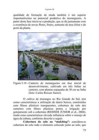 Capítulo III


qualidade de formação da muda também é um aspecto
importantíssimo no potencial produtivo do morangueiro. A
partir desta fase inicia-se a produção, que se dá juntamente com
a ocorrência de novas flores, frutos, aumento da área foliar e do
porte da planta.




Figura 3.10 - Canteiro de morangueiro em fase inicial de
              desenvolvimento, cultivado em três linhas no
              canteiro, com plantas espaçadas de 30 cm na linha
              (foto: Carlos Reisser Júnior).

         O cultivo de morangos no Rio Grande do Sul, tem
como características a utilização de túneis baixos, construídos
com filmes plásticos transparentes, cobertura do solo dos
canteiros com filmes plásticos pretos e irrigação por
gotejamento sob a cobertura (REISSER JÚNIOR et al., 2004),
tendo estas características elevada influência sobre o manejo de
água da cultura, conforme descrito a seguir.
         Cobertura do solo ou “mulching”: considera-se
cobertura do solo todo o elemento colocado junto ao solo, que
                                                              73
 