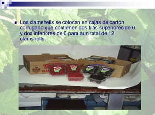 Los clamshells se colocan en cajas de cartón
corrugado que contienen dos filas superiores de 6
y dos inferiores de 6 para aun total de 12
clamshells.
 