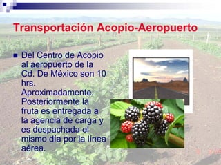 Transportación Acopio-Aeropuerto

 Del Centro de Acopio
 al aeropuerto de la
 Cd. De México son 10
 hrs.
 Aproximadamente.
 Posteriormente la
 fruta es entregada a
 la agencia de carga y
 es despachada el
 mismo día por la línea
 aérea.
 