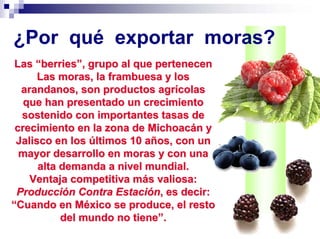 ¿Por qué exportar moras?
 Las “berries”, grupo al que pertenecen
      Las moras, la frambuesa y los
  arandanos, son productos agrícolas
   que han presentado un crecimiento
  sostenido con importantes tasas de
 crecimiento en la zona de Michoacán y
 Jalisco en los últimos 10 años, con un
  mayor desarrollo en moras y con una
      alta demanda a nivel mundial.
    Ventaja competitiva más valiosa:
 Producción Contra Estación, es decir:
“Cuando en México se produce, el resto
           del mundo no tiene”.
 