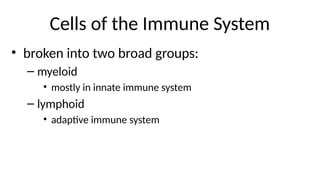 Cells of the Immune System
• broken into two broad groups:
– myeloid
• mostly in innate immune system
– lymphoid
• adaptive immune system
 