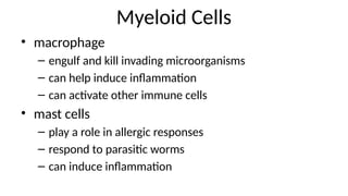 Myeloid Cells
• macrophage
– engulf and kill invading microorganisms
– can help induce inflammation
– can activate other immune cells
• mast cells
– play a role in allergic responses
– respond to parasitic worms
– can induce inflammation
 
