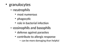 • granulocytes
– neutrophils
• most numerous
• phagocytic
• role in bacterial infection
– eosinophils and basophils
• defense against parasites
• contribute to allergic response
– can be more damaging than helpful
 