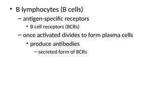 • B lymphocytes (B cells)
– antigen-specific receptors
• B cell receptors (BCRs)
– once activated divides to form plasma cells
• produce antibodies
– secreted form of BCRs
 