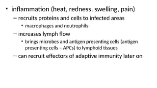 • inflammation (heat, redness, swelling, pain)
– recruits proteins and cells to infected areas
• macrophages and neutrophils
– increases lymph flow
• brings microbes and antigen presenting cells (antigen
presenting cells – APCs) to lymphoid tissues
– can recruit effectors of adaptive immunity later on
 