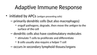 Adaptive Immune Response
• initiated by APCs (antigen presenting cells)
– primarily dendritic cells (but also macrophages)
• engulf pathogens, degrade, then move the antigen to the
surface of the cell
– dendritic cells also have costimulatory molecules
• stimulate T cells to proliferate and differentiate
• B cells usually also require a helper T cell
– occurs in secondary lymphoid tissues/organs
 