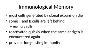 Immunological Memory
• most cells generated by clonal expansion die
• some T and B cells are left behind
– memory cells
• reactivated quickly when the same antigen is
encountered again
• provides long-lasting immunity
 