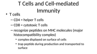 T Cells and Cell-mediated
Immunity
• T cells
– CD4 = helper T cells
– CD8 = cytotoxic T cells
– recognize peptides on MHC molecules (major
histocompatibility complex)
• complex displayed on surface of cells
• trap peptide during production and transported to
surface
 