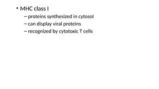 • MHC class I
– proteins synthesized in cytosol
– can display viral proteins
– recognized by cytotoxic T cells
 