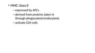 • MHC class II
– expressed by APCs
– derived from proteins taken in
through phagocytosis/endocytosis
– activate CD4 cells
 