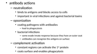 • antibody actions
– neutralization
• binds to antigens and blocks access to cells
• important in viral infections and against bacterial toxins
– opsonization
• coating pathogens with antibodies
– lead to phagocytosis
• bacterial infections
– some evade innate response because they have an outer coat
– antibodies can recognize the antigens on surface
– complement activation
• constant regions can activate the 1st
protein
• coats surface and enables phagocytosis
 