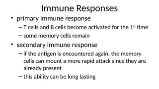 Immune Responses
• primary immune response
– T cells and B cells become activated for the 1st
time
– some memory cells remain
• secondary immune response
– if the antigen is encountered again, the memory
cells can mount a more rapid attack since they are
already present
– this ability can be long lasting
 