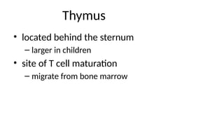 Thymus
• located behind the sternum
– larger in children
• site of T cell maturation
– migrate from bone marrow
 