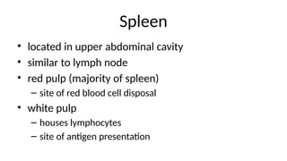 Spleen
• located in upper abdominal cavity
• similar to lymph node
• red pulp (majority of spleen)
– site of red blood cell disposal
• white pulp
– houses lymphocytes
– site of antigen presentation
 