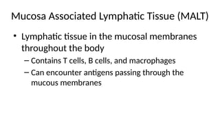 Mucosa Associated Lymphatic Tissue (MALT)
• Lymphatic tissue in the mucosal membranes
throughout the body
– Contains T cells, B cells, and macrophages
– Can encounter antigens passing through the
mucous membranes
 