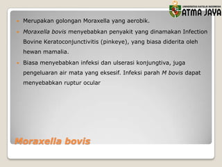 

Merupakan golongan Moraxella yang aerobik.



Moraxella bovis menyebabkan penyakit yang dinamakan Infection
Bovine Keratoconjunctivitis (pinkeye), yang biasa diderita oleh
hewan mamalia.



Biasa menyebabkan infeksi dan ulserasi konjungtiva, juga
pengeluaran air mata yang eksesif. Infeksi parah M bovis dapat
menyebabkan ruptur ocular

Moraxella bovis

 