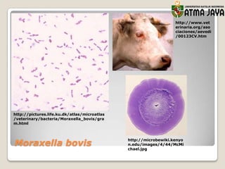 http://www.vet
erinaria.org/aso
ciaciones/aevedi
/00123CV.htm

http://pictures.life.ku.dk/atlas/microatlas
/veterinary/bacteria/Moraxella_bovis/gra
m.html

Moraxella bovis

http://microbewiki.kenyo
n.edu/images/4/44/McMi
chael.jpg

 