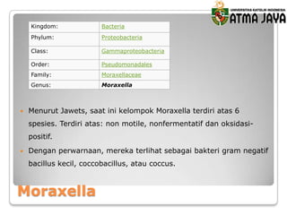 Kingdom:
Phylum:

Proteobacteria

Class:

Gammaproteobacteria

Order:

Pseudomonadales

Family:

Moraxellaceae

Genus:



Bacteria

Moraxella

Menurut Jawets, saat ini kelompok Moraxella terdiri atas 6

spesies. Terdiri atas: non motile, nonfermentatif dan oksidasipositif.


Dengan perwarnaan, mereka terlihat sebagai bakteri gram negatif
bacillus kecil, coccobacillus, atau coccus.

Moraxella

 
