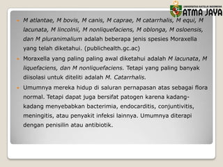 

M atlantae, M bovis, M canis, M caprae, M catarrhalis, M equi, M
lacunata, M lincolnii, M nonliquefaciens, M oblonga, M osloensis,
dan M pluranimalium adalah beberapa jenis spesies Moraxella
yang telah diketahui. (publichealth.gc.ac)



Moraxella yang paling paling awal diketahui adalah M lacunata, M
liquefaciens, dan M nonliquefaciens. Tetapi yang paling banyak
diisolasi untuk diteliti adalah M. Catarrhalis.



Umumnya mereka hidup di saluran pernapasan atas sebagai flora

normal. Tetapi dapat juga bersifat patogen karena kadangkadang menyebabkan bacterimia, endocarditis, conjuntivitis,
meningitis, atau penyakit infeksi lainnya. Umumnya diterapi
dengan penisilin atau antibiotik.

 
