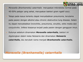 

Moraxella (Branhamella) catarrhalis merupakan mikrobiota normal pada
40-50% pelajar yang sehat, merupakan bakteri gram ngatif cocci.



Tetapi pada kasus tertentu dapat menyebabkan pneumonia, terutama
pada pasien dengan alkohol atau chronic obstructive lung disease. Selain
itu dapat menyebabkan bronchitis, pneumonia, sinutitis, otitis media dan
conjuctivitis. Infeksi biasanya terjadi pada pasien dengan gangguan imun.



Dulunya sebelum dinamakan Moraxella catarrhalis, bakteri ini

digolongkan dalam kelas Neisseria dan dinamakan Neisseria
catarrhalis, lalu berubah nama menjadi Branhamella catarrhalis.

Moraxella (Branhamella) catarrhalis

 