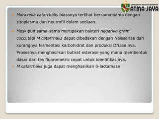 

Moraxella catarrhalis biasanya terlihat bersama-sama dengan
sitoplasma dan neutrofil dalam sediaan.



Meskipun sama-sama merupakan bakteri negative gram
cocci,tapi M catarrhalis dapat dibedakan dengan Neisseriae dari
kurangnya fermentasi karbohidrat dan produksi DNase nya.
Prosesnya menghasilkan butirat esterase yang mana membentuk
dasar dari tes fluorometric cepat untuk identifikasinya.



M catarrhalis juga dapat menghasilkan ß-lactamase

 