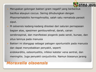 

Merupakan golongan bakteri gram negatif yang berbentuk
bacillus ataupun coccus. Sering dihubungkan dengan
Phasmarhabditis hermaphrodita, salah satu nematoda parasit
siput.



M osloensis kadang-kadang diisolasi dari saluran pernapasan
bagian atas, spesimen genitourethral, darah, cairan
serebrospinal, dan manifestasi piogenik pada sendi, bursae, dan
situs lainnya pada manusia



Bakteri ini dianggap sebagai patogen oportunistik pada manusia
dan dapat menyebabkan penyakit, seperti
endokarditis, osteomyelitis, infeksi kateter vena sentral, dan
meningitis. Juga penyakit conjuctivitis. Namun biasanya jarang

Moraxella olsoensis

 