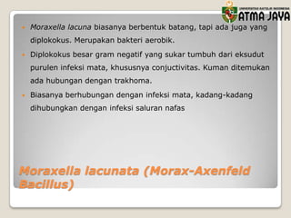 

Moraxella lacuna biasanya berbentuk batang, tapi ada juga yang
diplokokus. Merupakan bakteri aerobik.



Diplokokus besar gram negatif yang sukar tumbuh dari eksudut
purulen infeksi mata, khususnya conjuctivitas. Kuman ditemukan
ada hubungan dengan trakhoma.



Biasanya berhubungan dengan infeksi mata, kadang-kadang
dihubungkan dengan infeksi saluran nafas

Moraxella lacunata (Morax-Axenfeld
Bacillus)

 