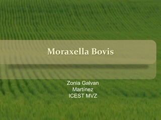 Moraxella Bovis
Zonia Galvan
Martínez
ICEST MVZ
 
