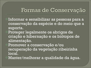 Informar e sensibilizar as pessoas para a conservação da espécie e do meio que a suporta.  Proteger legalmente os abrigos de criação e hibernação e os biótopos de alimentação. Promover a conservação e/ou recuperação da vegetação ribeirinha local. Manter/melhorar a qualidade da água. 