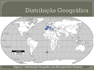 A Países com Morcegos Figura 2  –  Distribuição Geográfica dos Morcegos-Rato-Pequeno 
