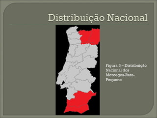 Figura 3  –  Distribuição Nacional dos Morcegos-Rato-Pequeno 