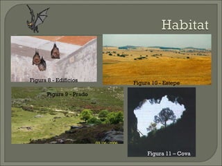 Figura 11  –  Cova  Figura 8 - Edifícios Figura 10 - Estepe Figura 11  –  Cova  Figura 9 - Prado 