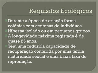 Durante a época de criação forma colónias com centenas de indivíduos. Hiberna isolado ou em pequenos grupos. A longevidade máxima registada é de quase 25 anos. Tem uma reduzida capacidade de recuperação conferida por uma tardia maturidade sexual e uma baixa taxa de reprodução. 