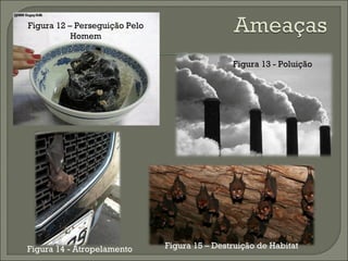 Figura 15  –  Destruição de Habitat Figura 14 - Atropelamento Figura 13 - Poluição Figura 12  –  Perseguição Pelo Homem 
