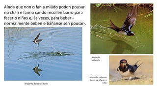 Aínda que non o fan a miúdo poden pousar
no chan e fanno cando recollen barro para
facer o niños e, ás veces, para beber -
normalmente beben e báñanse sen pousar-.
Anduriña dando un baño
Anduriña
bebendo
Anduriña collendo
barro para facer o
niño
 