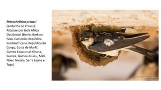 Petrochelidon preussi
(anduriña de Preuss).
Atópase por toda África
Occidental (Benín, Burkina
Faso, Camerún, República
Centroafricana, República do
Congo, Costa de Marfil,
Guinea Ecuatorial, Ghana,
Guinea, Guinea-Bissau, Malí,
Níxer, Nixeria, Serra Leona e
Togo)
 