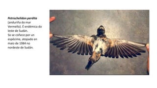 Petrochelidon perdita
(anduriña do mar
Vermello). É endémica do
leste de Sudán.
So se coñece por un
espécime, atopado en
maio de 1984 no
nordeste de Sudán.
 