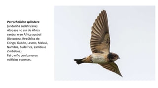 Petrochelidon spilodera
(anduriña sudafricana).
Atópase no sur de África
central e en África austral
(Botsuana, República do
Congo, Gabón, Lesoto, Malaui,
Namibia, Sudáfrica, Zambia e
Zimbabue).
Fai o niño con barro en
edificios e pontes.
 