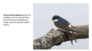Petrochelidon fuliginosa (anduriña
selvática). Vive no oeste de África
Central (Camerún, República do
Congo, Guinea Ecuatorial, Gabón e
Nixeria.
 