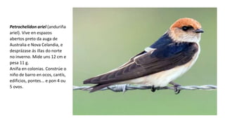 Petrochelidon ariel (anduriña
ariel). Vive en espazos
abertos preto da auga de
Australia e Nova Celandia, e
desprázase ás illas do norte
no inverno. Mide uns 12 cm e
pesa 11 g.
Aniña en colonias. Constrúe o
niño de barro en ocos, cantís,
edificios, pontes... e pon 4 ou
5 ovos.
 