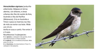 Petrochelidon nigricans (anduriña
arborícola). Atópase en terras
abertas, con árbores, e áreas
urbanas das illas do sueste de Asia,
Australia e illas do Pacífico
(Melanesia). Cría en Australia e
Timor e pasa os invernos nas illas
de máis ao norte e ao leste. Mide
uns 13 cm.
Aniña en ocos e cantís. Pon entre 3
e 5 ovos.
Recoñécense 3 subespecies:
H. n. nigricans, a subespecie máis grande, cría en
case toda Australia e en Nova Celandia.
H. n.neglecta, cría no nordeste de Australia. Mide
entre 11 e 12 cm.
H. n. timoriensis, cría maiormente en Timor. É a
subespecie máis pequena.
 
