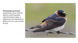Petrochelidon pyrrhonota
(anduriña dos riscos, anduriña
alfareira, anduriña grande,
anduriña de gorxa negra...).
Atópase por case toda América.
Mide uns 13 cm, e pesa arredor
de 20 g.
 
