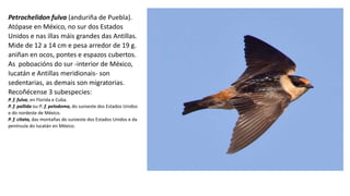 Petrochelidon fulva (anduriña de Puebla).
Atópase en México, no sur dos Estados
Unidos e nas illas máis grandes das Antillas.
Mide de 12 a 14 cm e pesa arredor de 19 g.
aniñan en ocos, pontes e espazos cubertos.
As poboacións do sur -interior de México,
Iucatán e Antillas meridionais- son
sedentarias, as demais son migratorias.
Recoñécense 3 subespecies:
P. f. fulva, en Florida e Cuba.
P. f. pallida ou P. f. pelodoma, do suroeste dos Estados Unidos
e do nordeste de México.
P. f. citata, das montañas do suroeste dos Estados Unidos e da
península do Iucatán en México.
 