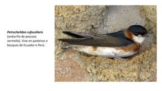 Petrochelidon rufocollaris
(anduriña de pescozo
vermello). Vive en pasteiros e
bosques de Ecuador e Perú.
 